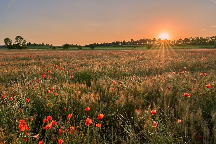 Spānijā dzīvojošs latviešu fotogrāfs Sandis Osis iemūžina dabu Barselonas apkaimē. Foto: Sandis Osis Spānijā dzīvojošs latviešu fotogrāfs Sandis Osis iemūžina dabu Barselonas apkaimē. Foto: Sandis Osis 294876