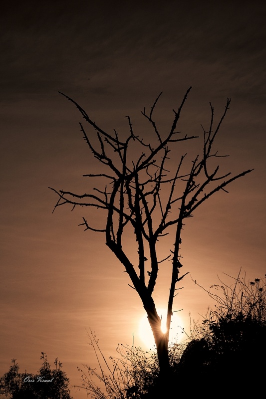 Spānijā dzīvojošs latviešu fotogrāfs Sandis Osis iemūžina dabu Barselonas apkaimē. Foto: Sandis Osis Spānijā dzīvojošs latviešu fotogrāfs Sandis Osis iemūžina dabu Barselonas apkaimē. Foto: Sandis Osis 294882