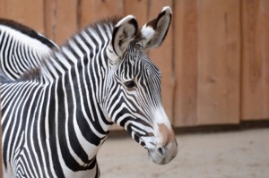 Rīgas Zooloģiskajā dārzā jaunpienācēji - Grevi zebras un zilās aitas