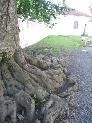 Dižkoks 15996