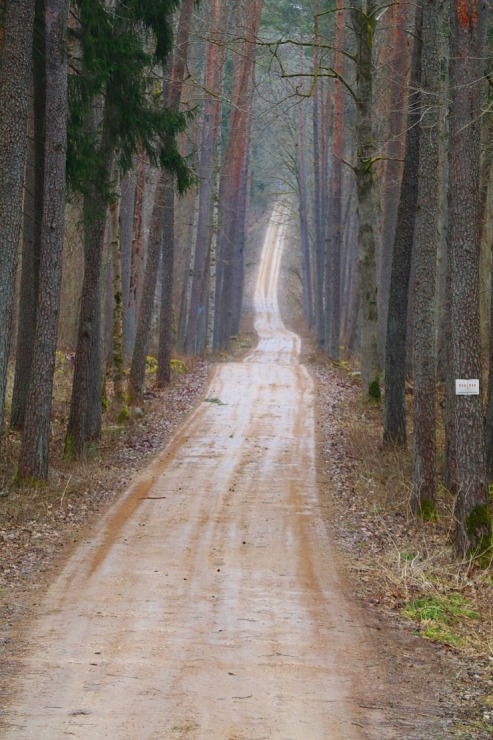 Travelnews.lv dodas 27 km pārgājienā Skrīveru novadā un izbauda Daugavas burvību 299758