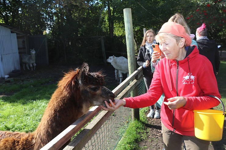 Travelnews.lv apciemo strausu fermu «Muhu jaanalinnufarm» un iepazīst arī zebras, ķengurus un Alpakas 307058