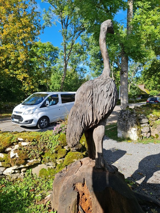 Travelnews.lv apciemo strausu fermu «Muhu jaanalinnufarm» un iepazīst arī zebras, ķengurus un Alpakas 307077