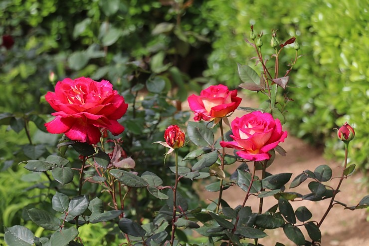 Travelnews.lv iepazīst Maļorkas tropu dārzu un populāru kāzu vietu «Jardines de Alfabia». Sadarbībā ar Latvijas tūrisma firmu «Atlantic Travel» Travelnews.lv iepazīst Maļorkas tropu dārzu un populāru kāzu vietu «Jardines de Alfabia». Sadarbībā ar Latvijas tūrisma firmu «Atlantic Travel» 317873