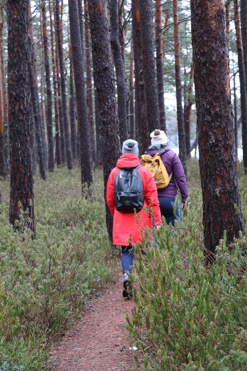 Travelnews.lv iziet 24 km pārgājienu Piejūras dabas parkā gar Gauju, Garezeru, Lilasti un Dzirnezeru Travelnews.lv iziet 24 km pārgājienu Piejūras dabas parkā gar Gauju, Garezeru, Lilasti un Dzirnezeru 333064