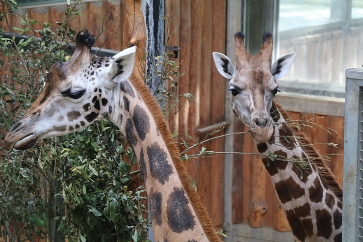 Travelnews.lv redakcija vakarpusē apmeklē Rīgas Nacionālo zooloģisko dārzu 342673