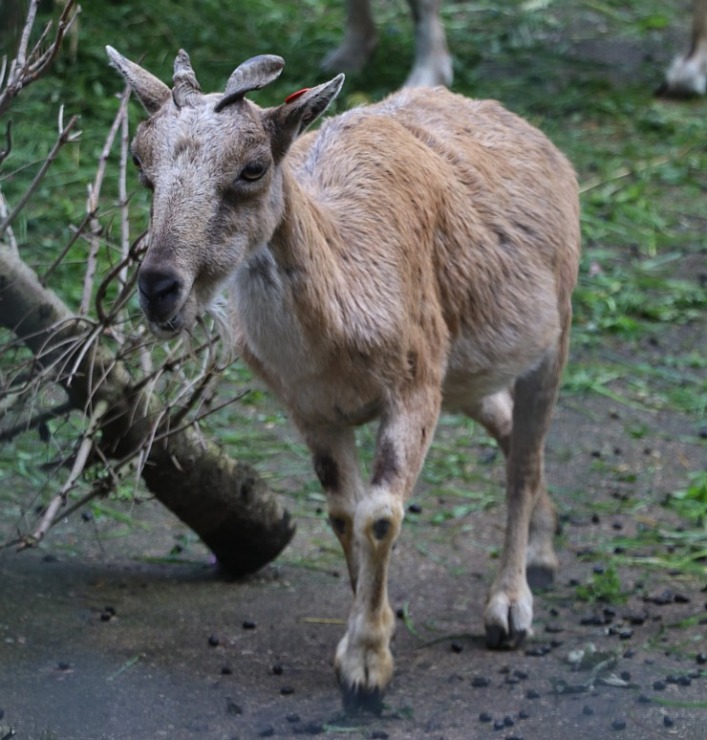 Travelnews.lv redakcija vakarpusē apmeklē Rīgas Nacionālo zooloģisko dārzu 342679