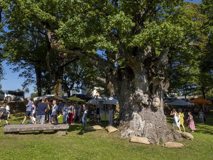 Zaubes savvaļas kulinārais festivāls pulcē dabas garšu un tautas pavārmākslas cienītājus. Foto: Andris Eglītis Zaubes savvaļas kulinārais festivāls pulcē dabas garšu un tautas pavārmākslas cienītājus. Foto: Andris Eglītis 359739