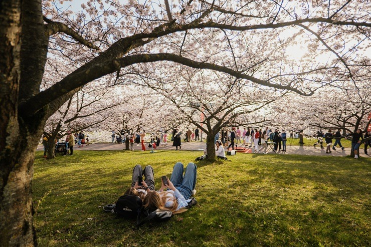 Kad Lietuvas galvaspilsētu Viļņu krāšņo ziedošās sakuras 370523