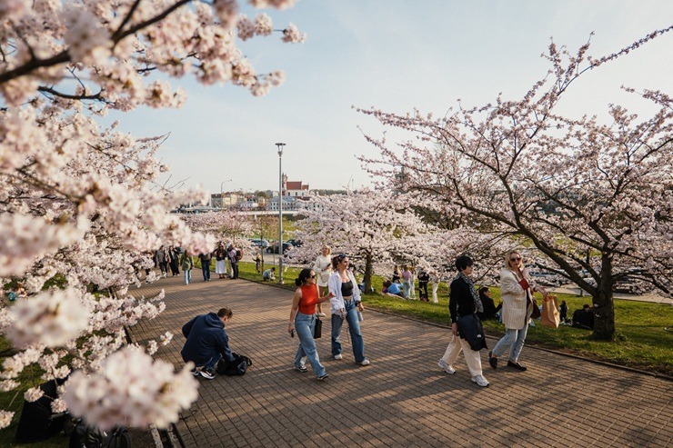 Kad Lietuvas galvaspilsētu Viļņu krāšņo ziedošās sakuras 370532