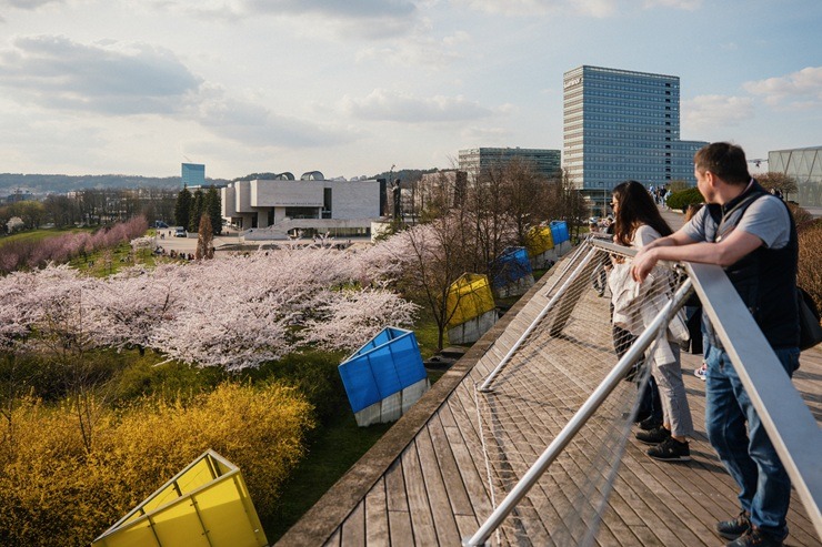 Kad Lietuvas galvaspilsētu Viļņu krāšņo ziedošās sakuras 370534