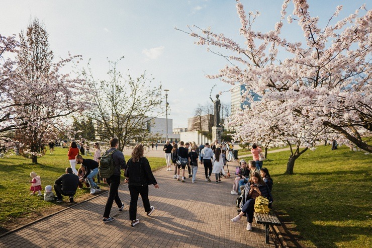 Kad Lietuvas galvaspilsētu Viļņu krāšņo ziedošās sakuras 370535