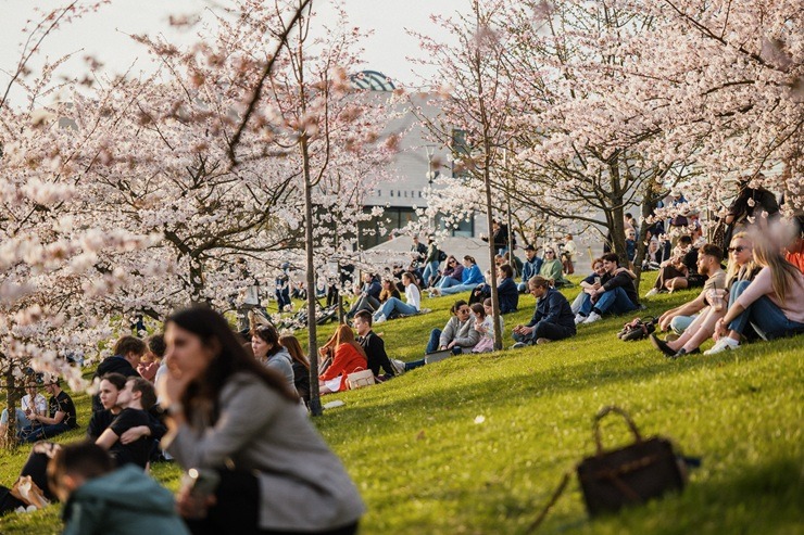 Kad Lietuvas galvaspilsētu Viļņu krāšņo ziedošās sakuras 370536