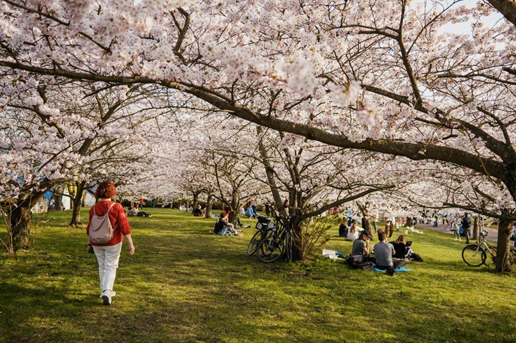 Kad Lietuvas galvaspilsētu Viļņu krāšņo ziedošās sakuras 370537