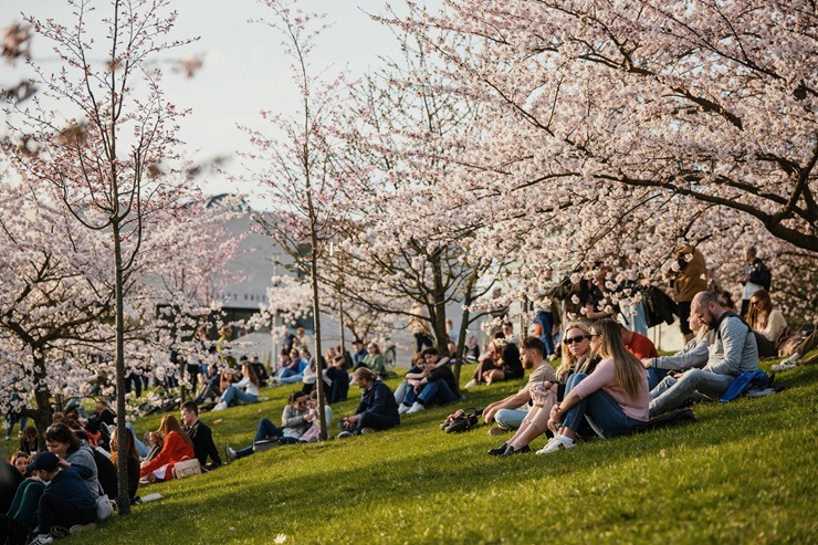 Kad Lietuvas galvaspilsētu Viļņu krāšņo ziedošās sakuras 370524