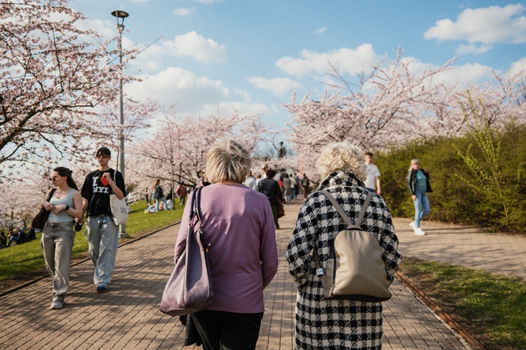 Kad Lietuvas galvaspilsētu Viļņu krāšņo ziedošās sakuras 370525