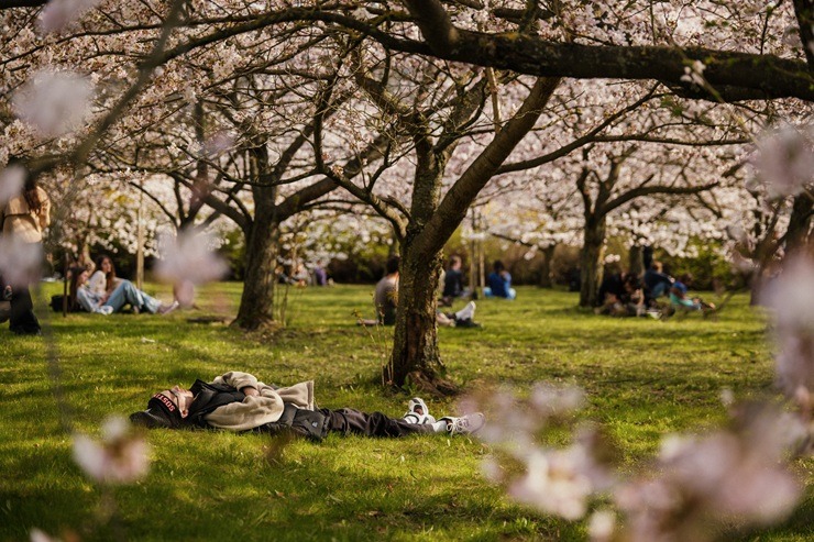 Kad Lietuvas galvaspilsētu Viļņu krāšņo ziedošās sakuras 370526
