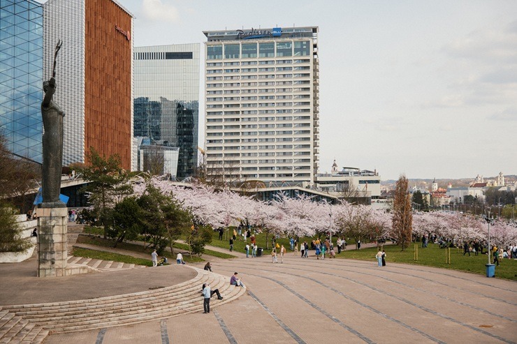 Kad Lietuvas galvaspilsētu Viļņu krāšņo ziedošās sakuras 370527