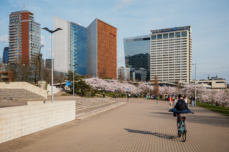 Kad Lietuvas galvaspilsētu Viļņu krāšņo ziedošās sakuras 370528