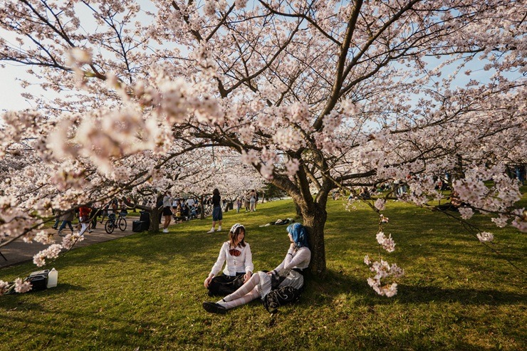 Kad Lietuvas galvaspilsētu Viļņu krāšņo ziedošās sakuras 370529