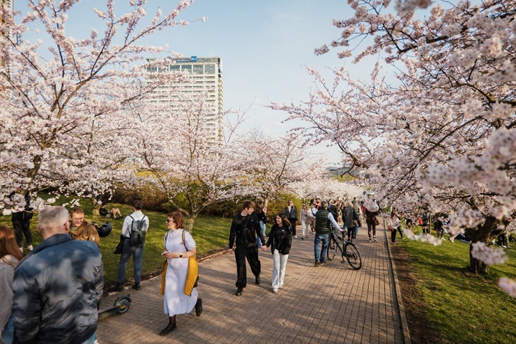 Kad Lietuvas galvaspilsētu Viļņu krāšņo ziedošās sakuras 370530