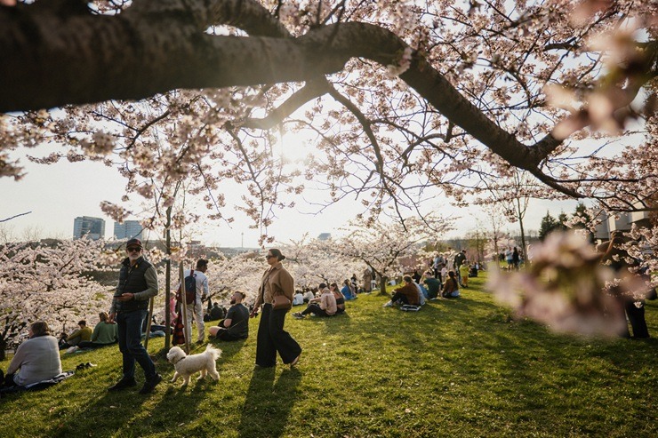 Kad Lietuvas galvaspilsētu Viļņu krāšņo ziedošās sakuras 370531