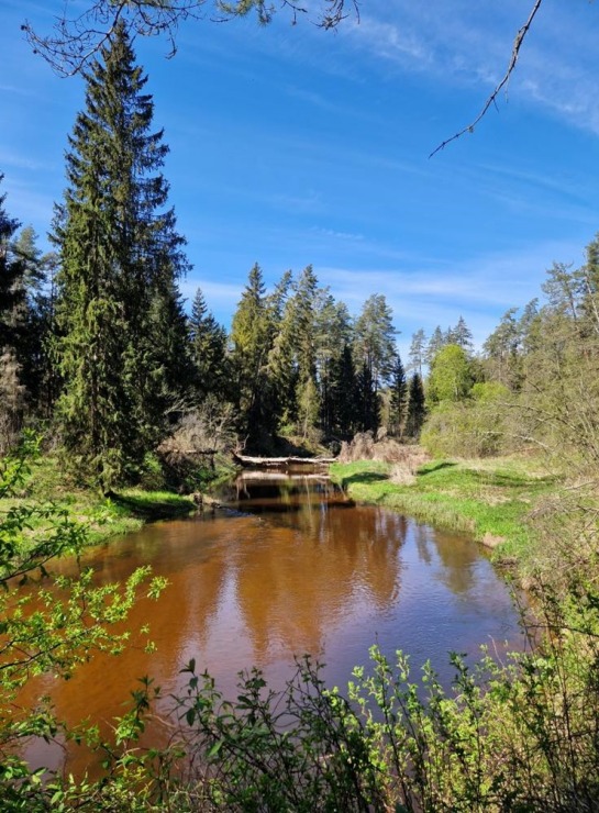 Pārgājiens starp diviem alus brūžiem - no Valmiermuižas līdz Brenguļiem - gar Gauju un Abulu. Foto: Inese Šīrava Pārgājiens starp diviem alus brūžiem - no Valmiermuižas līdz Brenguļiem - gar Gauju un Abulu. Foto: Inese Šīrava 370790