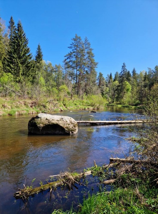 Pārgājiens starp diviem alus brūžiem - no Valmiermuižas līdz Brenguļiem - gar Gauju un Abulu. Foto: Inese Šīrava Pārgājiens starp diviem alus brūžiem - no Valmiermuižas līdz Brenguļiem - gar Gauju un Abulu. Foto: Inese Šīrava 370792
