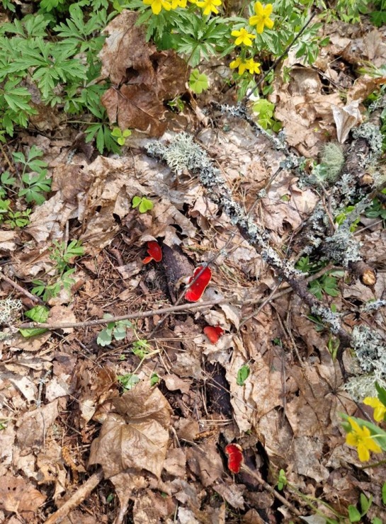 Pārgājiens starp diviem alus brūžiem - no Valmiermuižas līdz Brenguļiem - gar Gauju un Abulu. Foto: Inese Šīrava Pārgājiens starp diviem alus brūžiem - no Valmiermuižas līdz Brenguļiem - gar Gauju un Abulu. Foto: Inese Šīrava 370796