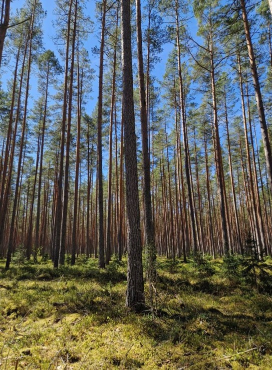Pārgājiens starp diviem alus brūžiem - no Valmiermuižas līdz Brenguļiem - gar Gauju un Abulu. Foto: Inese Šīrava Pārgājiens starp diviem alus brūžiem - no Valmiermuižas līdz Brenguļiem - gar Gauju un Abulu. Foto: Inese Šīrava 370785