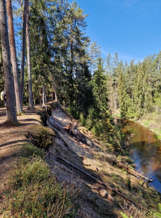 Pārgājiens starp diviem alus brūžiem - no Valmiermuižas līdz Brenguļiem - gar Gauju un Abulu. Foto: Inese Šīrava Pārgājiens starp diviem alus brūžiem - no Valmiermuižas līdz Brenguļiem - gar Gauju un Abulu. Foto: Inese Šīrava 370787