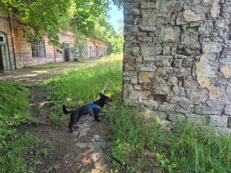 Travelnews.lv kopā ar ķepaini Šeidinu iepazīt Daugavgrīvas cietoksni Rīgā 374605