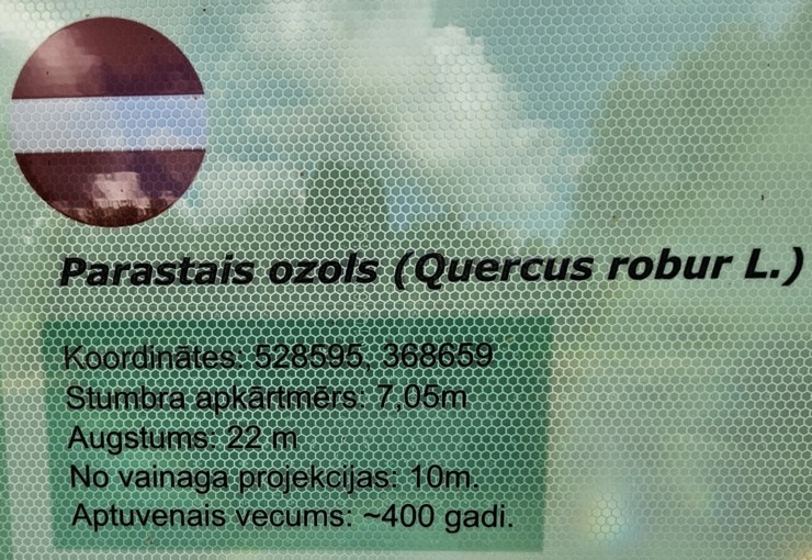 Ar jauno «MG ZS Hybrid+» apmeklējam milzīgo Mīlestības ozolu Limbažu novadā 375578