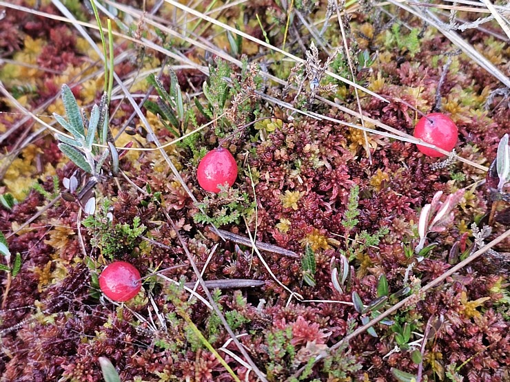Rīta pārgājiens ar purva kurpēm pa Lielo Ķemeru tīreli. Sadarbībā ar VisitJurmala.lv 378901
