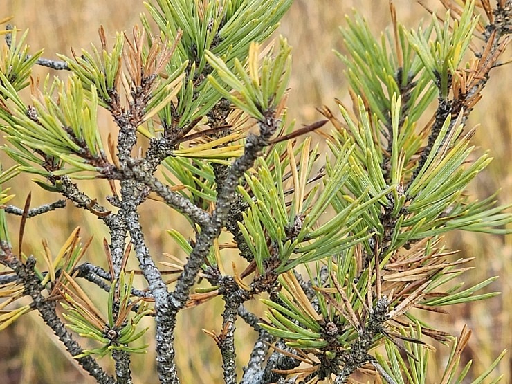 Rīta pārgājiens ar purva kurpēm pa Lielo Ķemeru tīreli. Sadarbībā ar VisitJurmala.lv 378922