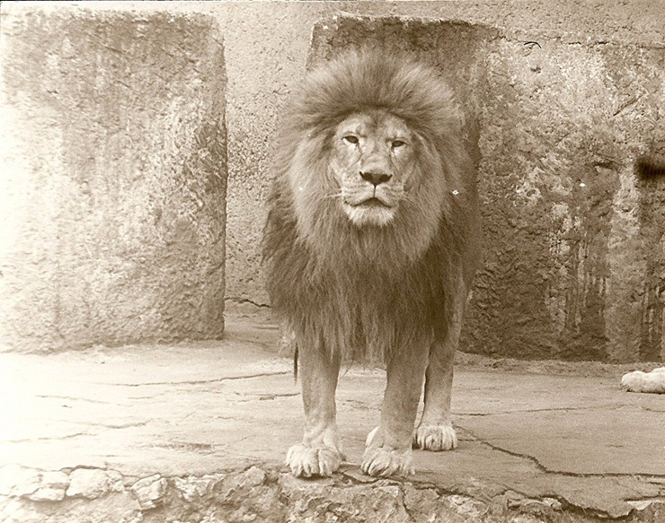 Rīgas ZOO 113! Ieskats vēsturiskās bildēs 379525