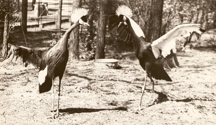 Rīgas ZOO 113! Ieskats vēsturiskās bildēs 379528
