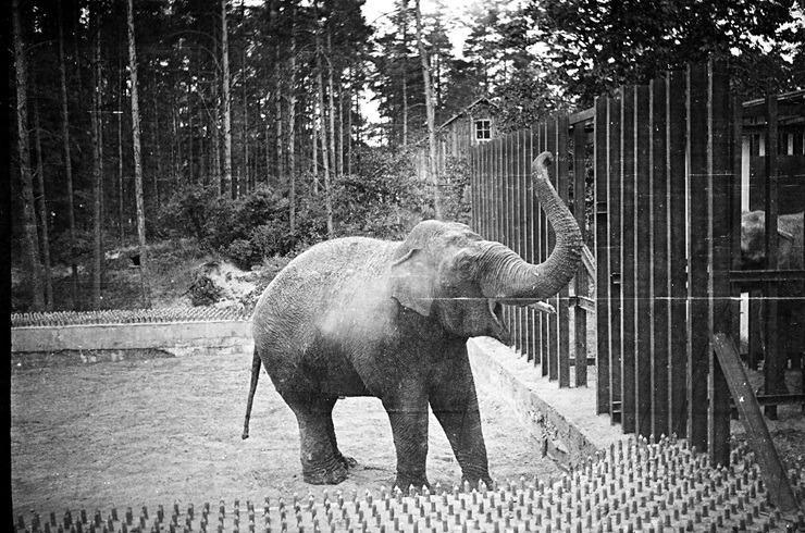 Rīgas ZOO 113! Ieskats vēsturiskās bildēs 379529