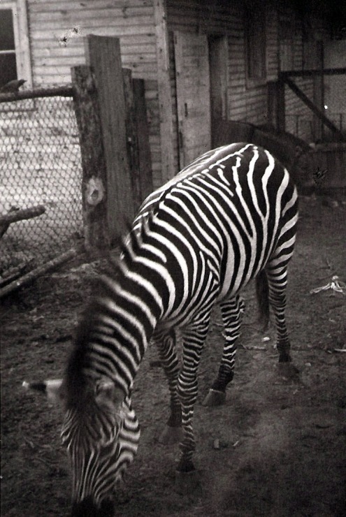 Rīgas ZOO 113! Ieskats vēsturiskās bildēs 379532