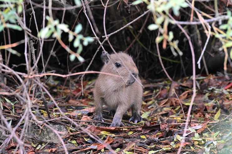 Te nu viņi ir - Rīgas ZOO mazie kapibarēni 380958
