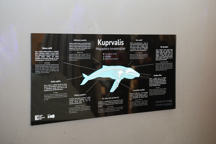 Rīgas Nacionālajā zooloģiskajā dārzā notiek kuprvaļa skeleta ekspozīcijas atklāšana 386617