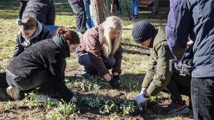 Jūrmalas parkā jau divpadsmito gadu pēc kārtas: Sniegpulkstenīšu stādīšanas talka 388826