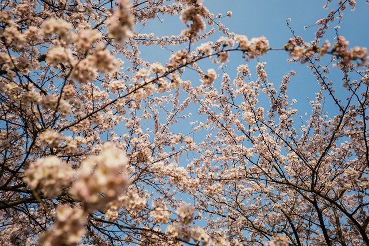 Lietuvas galvaspilsētu rotā krāšņās sakuras 390388
