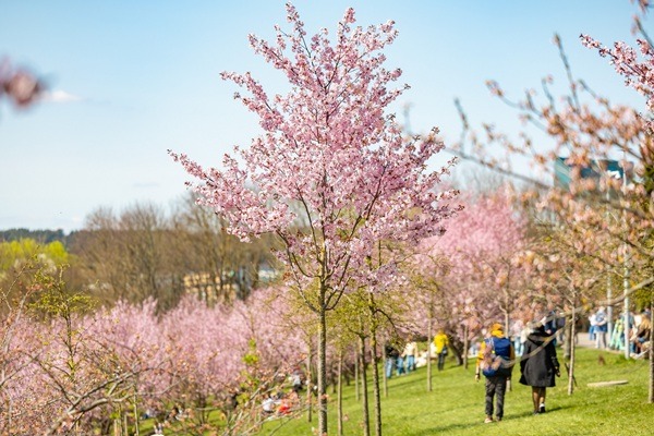 Lietuvas galvaspilsētu rotā krāšņās sakuras 390379