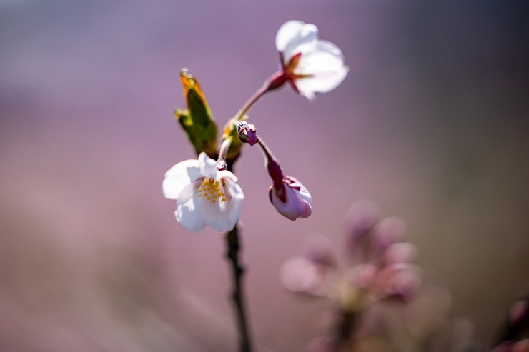 Lietuvas galvaspilsētu rotā krāšņās sakuras 390381