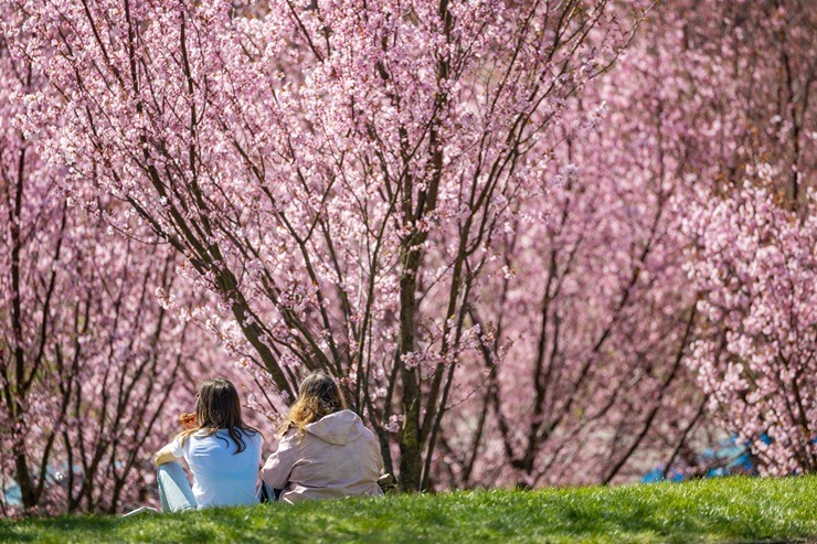 Lietuvas galvaspilsētu rotā krāšņās sakuras 390383