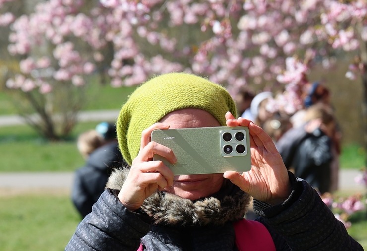 Rīgā, Uzvaras parkā, sāk ziedēt sakuras 390659