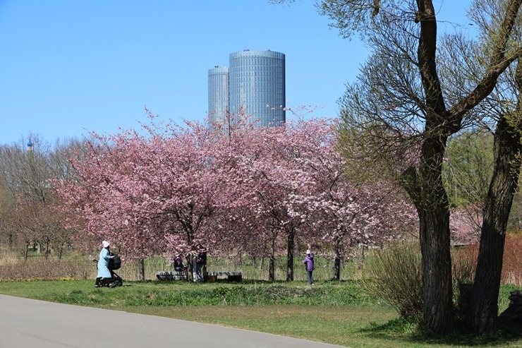 Rīgā, Uzvaras parkā, sāk ziedēt sakuras 390646