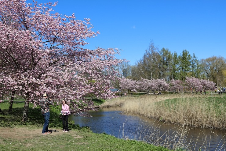 Rīgā, Uzvaras parkā, sāk ziedēt sakuras 390647