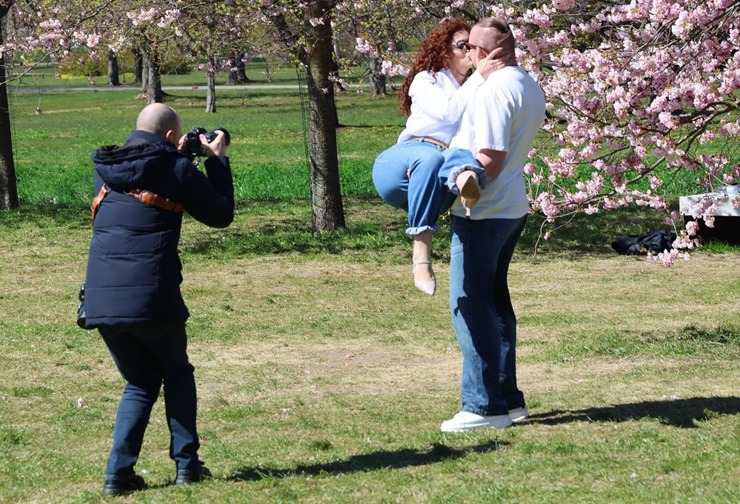 Rīgā, Uzvaras parkā, sāk ziedēt sakuras 390651